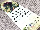 Rect Fée fleur 2.webp